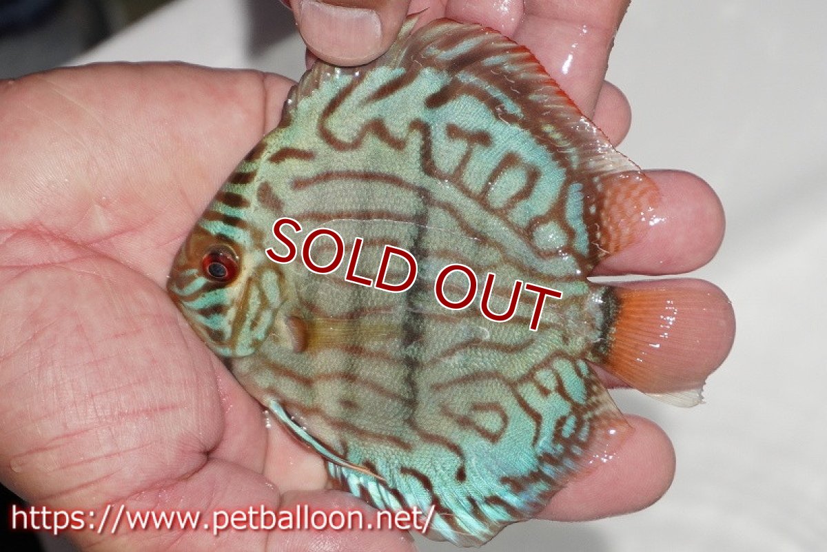 画像2: 【ディスカス】【通販】ブルームーンブリリアント(ヘビーセンターバー)【個体販売】11-12cm(生体)ペナン ブリーダー  Drテオ (2)
