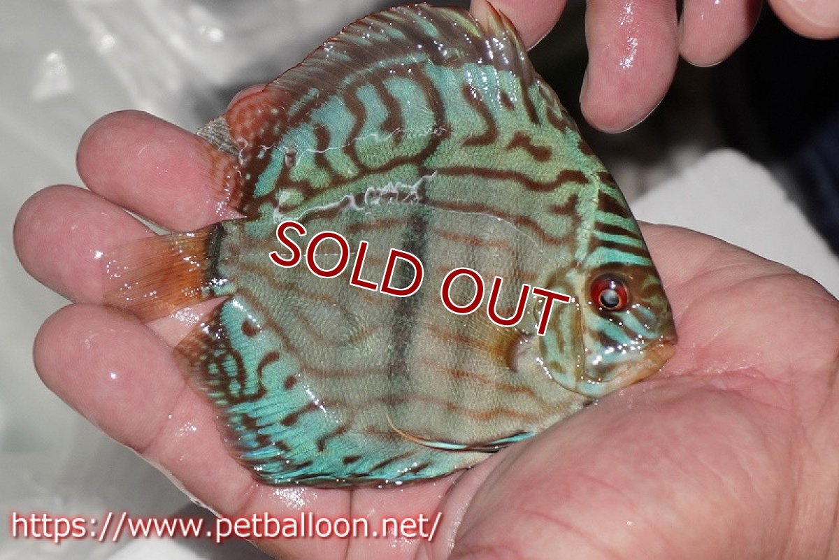 画像3: 【ディスカス】【通販】ブルームーンブリリアント(ヘビーセンターバー)【個体販売】11-12cm(生体)ペナン ブリーダー  Drテオ (3)