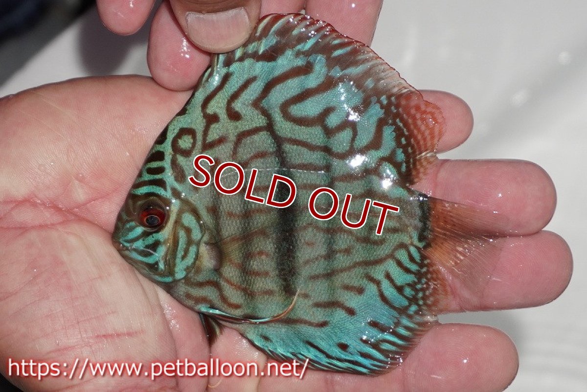 画像2: 【ディスカス】【通販】ブルームーンブリリアント(ヘビーセンターバー)【個体販売】11-12cm(生体)ペナン ブリーダー  Drテオ (2)