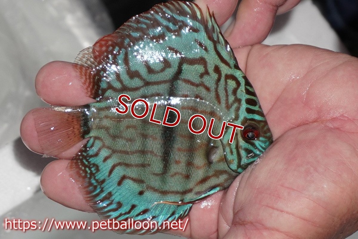 画像3: 【ディスカス】【通販】ブルームーンブリリアント(ヘビーセンターバー)【個体販売】11-12cm(生体)ペナン ブリーダー  Drテオ (3)