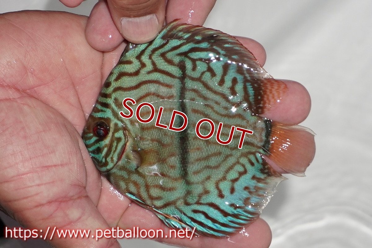 画像2: 【ディスカス】【通販】ブルームーンブリリアント(ヘビーセンターバー)【個体販売】11-12cm(生体)ペナン ブリーダー  Drテオ (2)