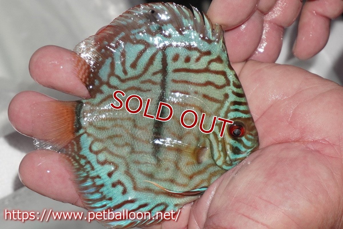 画像3: 【ディスカス】【通販】ブルームーンブリリアント(ヘビーセンターバー)【個体販売】11-12cm(生体)ペナン ブリーダー  Drテオ (3)