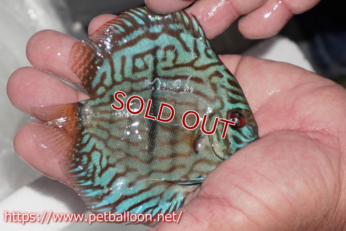画像2: 【ディスカス】【通販】ブルームーンブリリアント(ヘビーセンターバー)【個体販売】11-12cm(生体)ペナン ブリーダー  Drテオ (2)