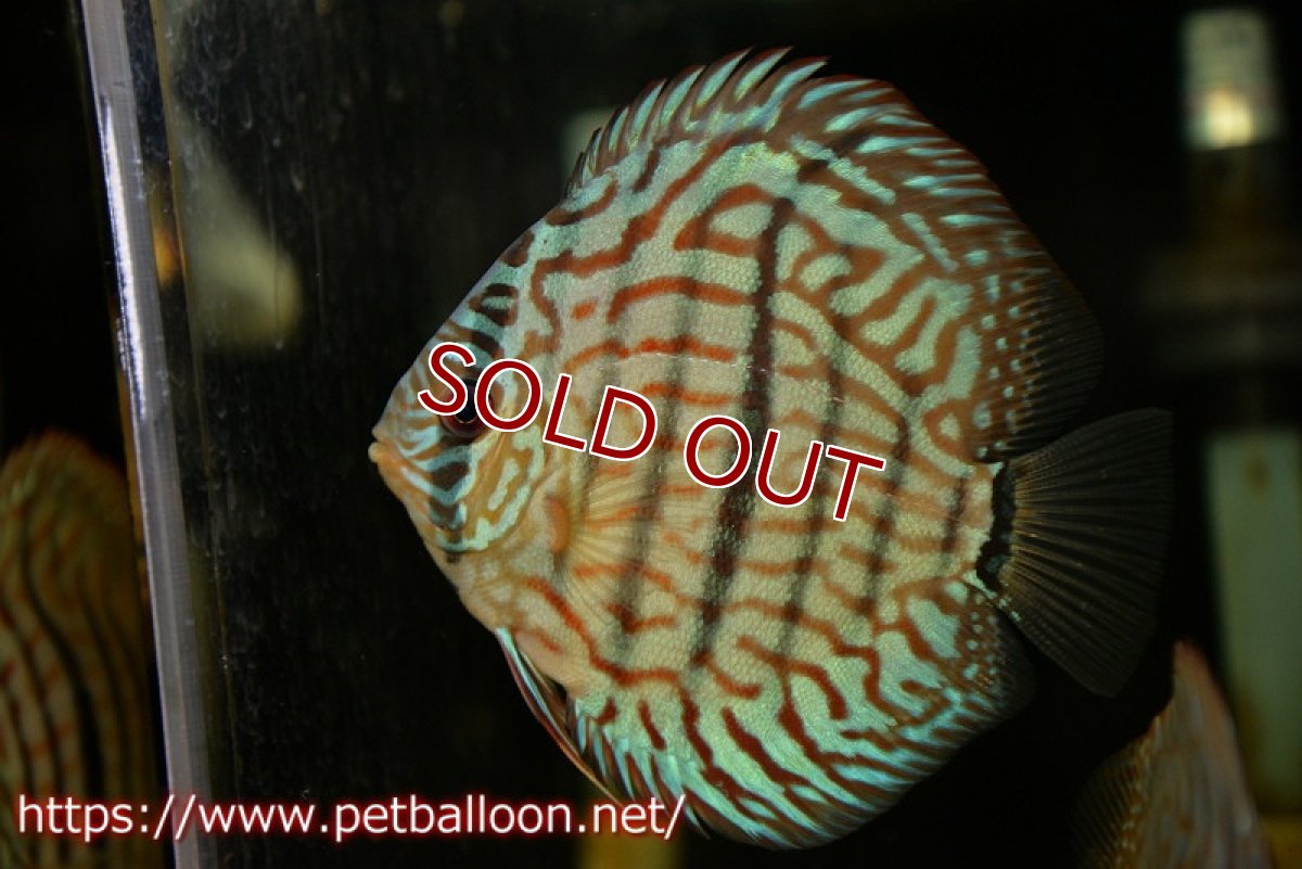 画像2: 【ディスカス】【通販】ブルームーンブリリアント(ヘビーセンターバー)【個体販売】11-12cm(生体)ペナン ブリーダー  Drテオ (2)