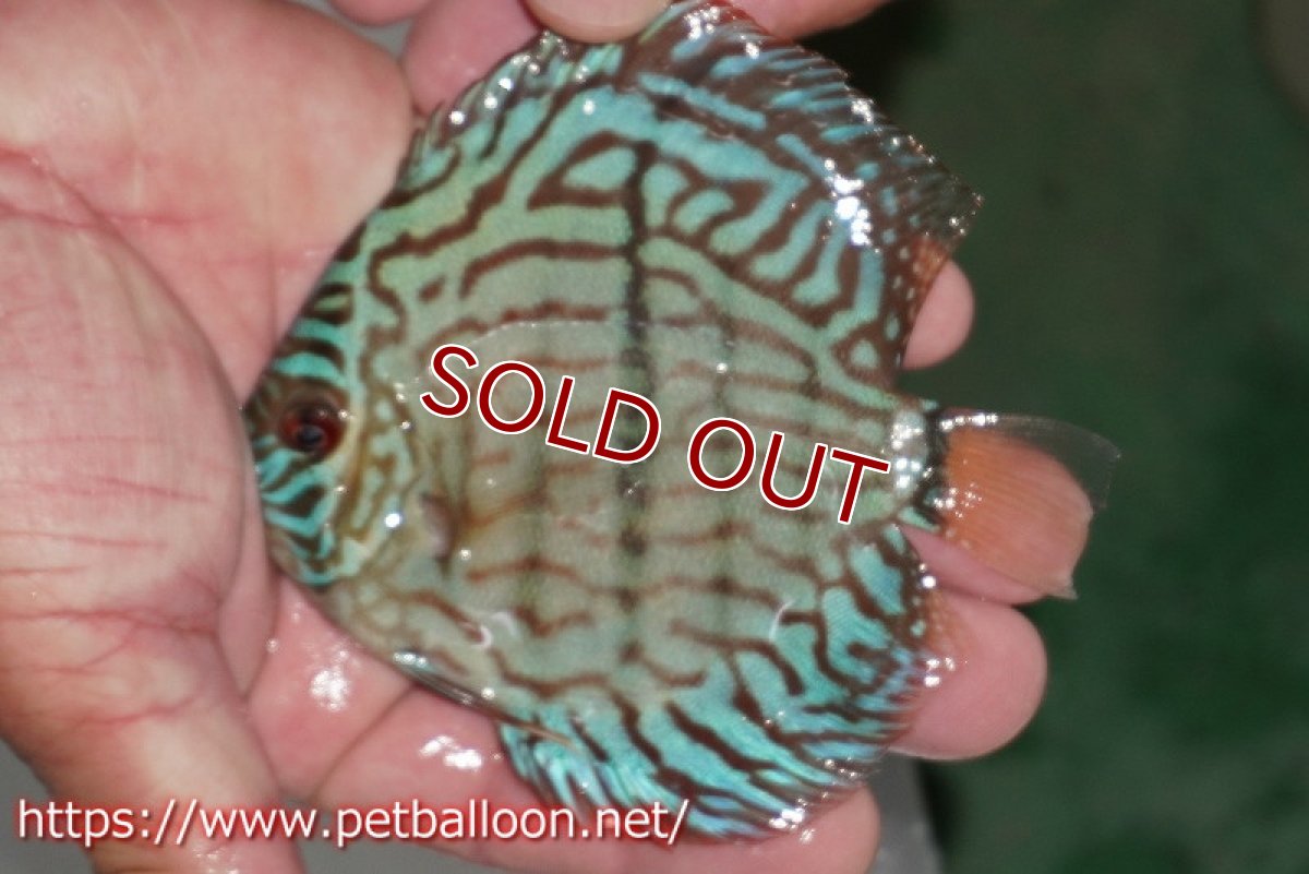 画像3: 【ディスカス】【通販】ブルームーンブリリアント(ヘビーセンターバー)【個体販売】11-12cm(生体)ペナン ブリーダー  Drテオ (3)