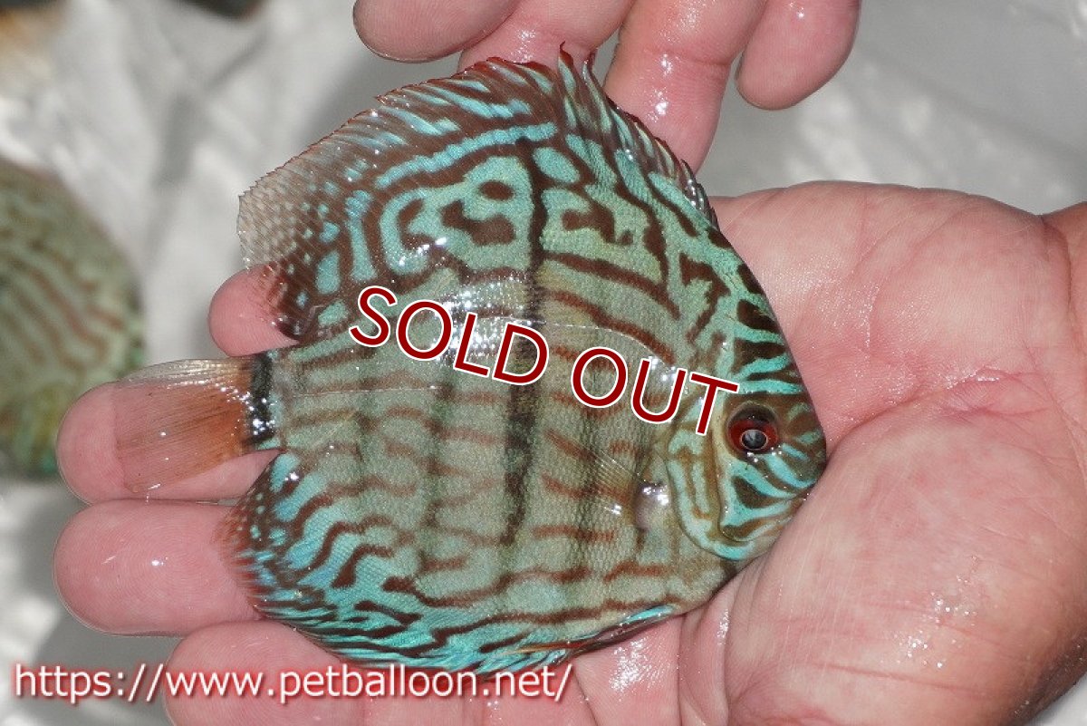 画像4: 【ディスカス】【通販】ブルームーンブリリアント(ヘビーセンターバー)【個体販売】11-12cm(生体)ペナン ブリーダー  Drテオ (4)