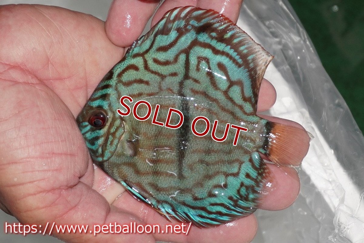 画像2: 【ディスカス】【通販】ブルームーンブリリアント(ヘビーセンターバー)【個体販売】11-12cm(生体)ペナン ブリーダー  Drテオ (2)