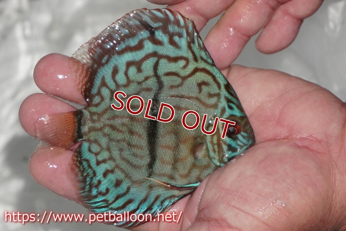 画像3: 【ディスカス】【通販】ブルームーンブリリアント(ヘビーセンターバー)【個体販売】11-12cm(生体)ペナン ブリーダー  Drテオ (3)