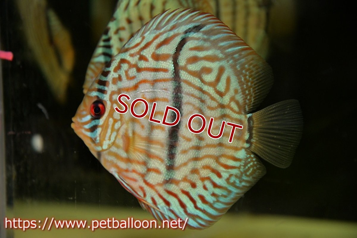 画像2: 【ディスカス】【通販】ブルームーンブリリアント(ヘビーセンターバー)【個体販売】11-12cm(生体)ペナン ブリーダー  Drテオ (2)