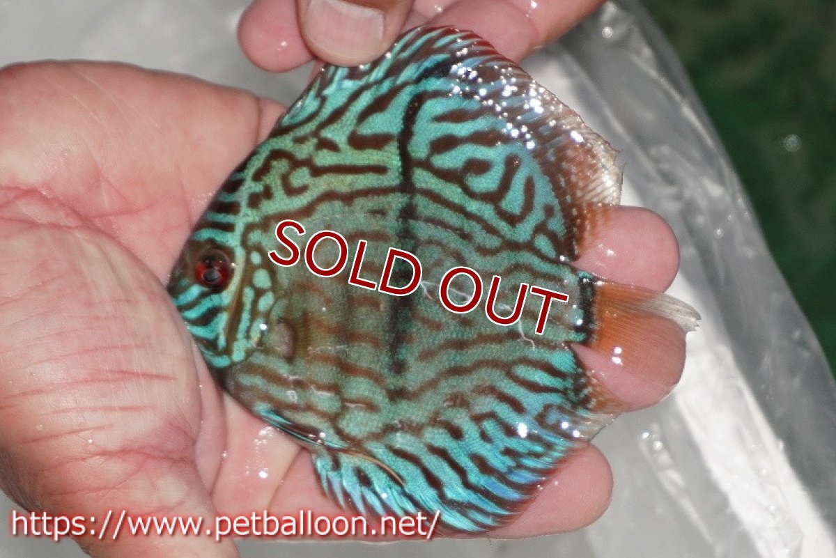 画像3: 【ディスカス】【通販】ブルームーンブリリアント(ヘビーセンターバー)【個体販売】11-12cm(生体)ペナン ブリーダー  Drテオ (3)