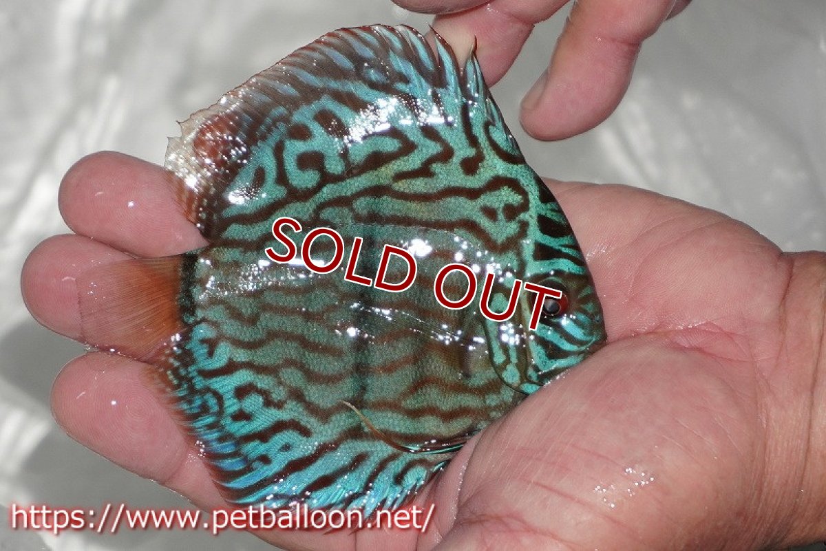 画像4: 【ディスカス】【通販】ブルームーンブリリアント(ヘビーセンターバー)【個体販売】11-12cm(生体)ペナン ブリーダー  Drテオ (4)