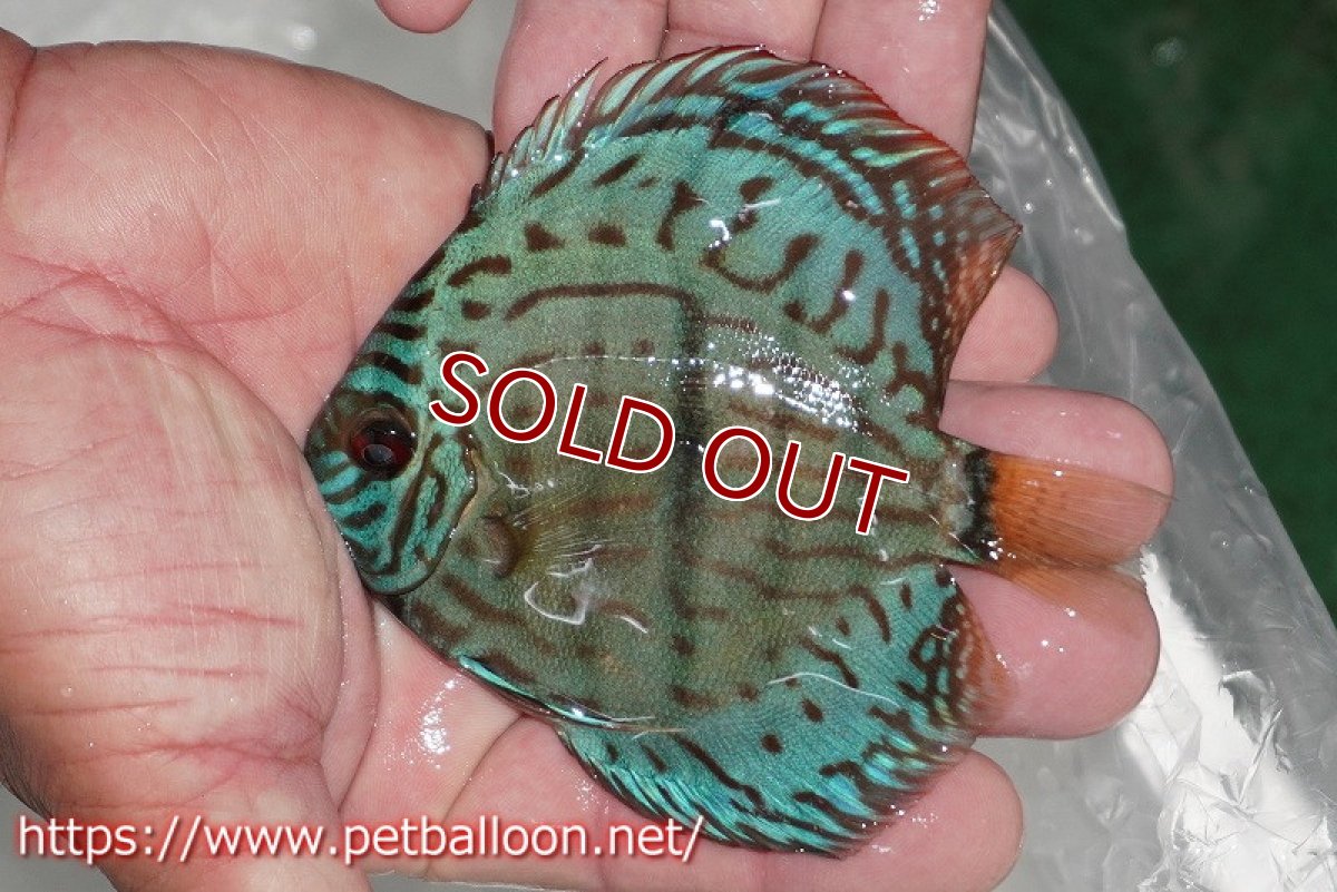 画像2: 【ディスカス】【通販】ブルームーンブリリアント(ヘビーセンターバー)【個体販売】11-12cm(生体)ペナン ブリーダー  Drテオ (2)