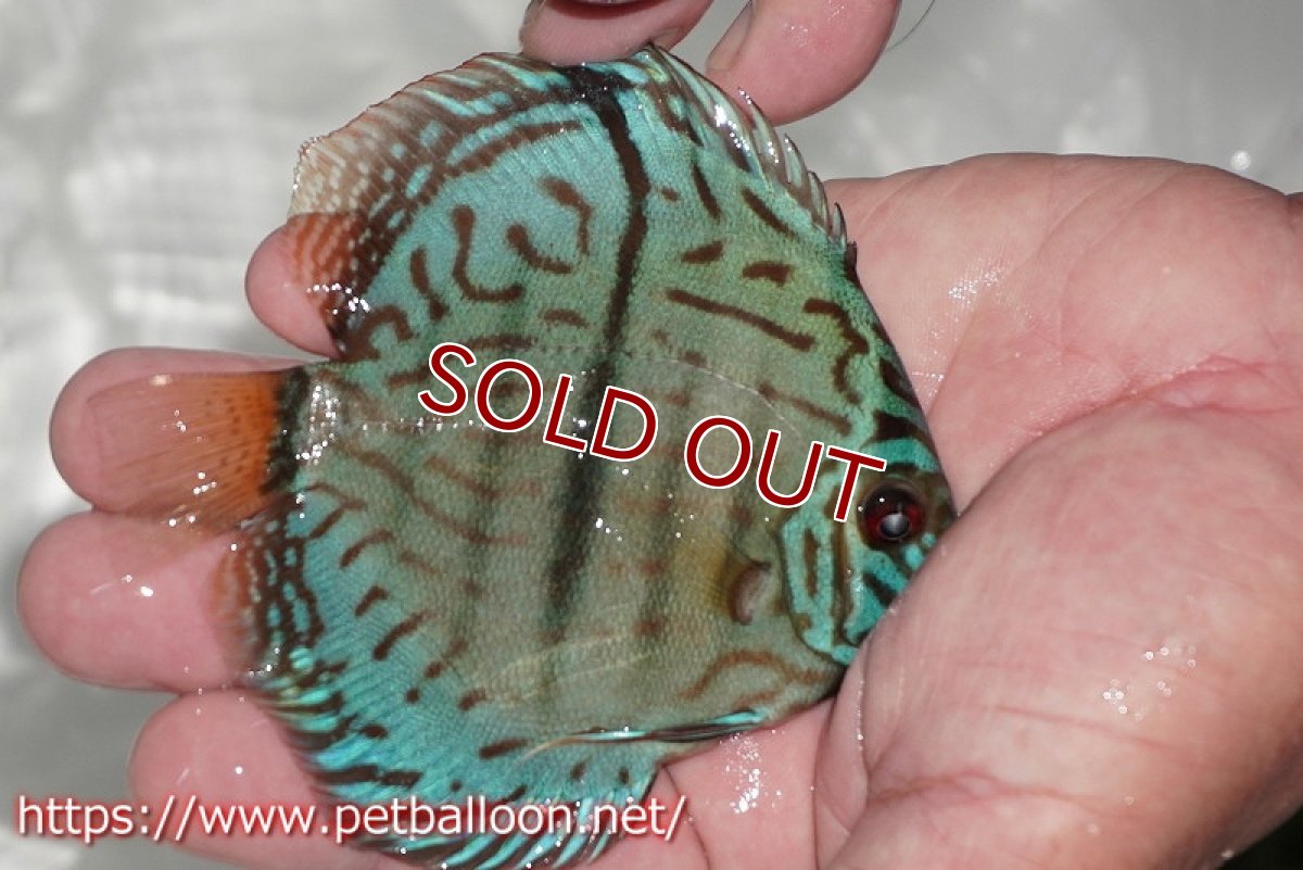 画像3: 【ディスカス】【通販】ブルームーンブリリアント(ヘビーセンターバー)【個体販売】11-12cm(生体)ペナン ブリーダー  Drテオ (3)