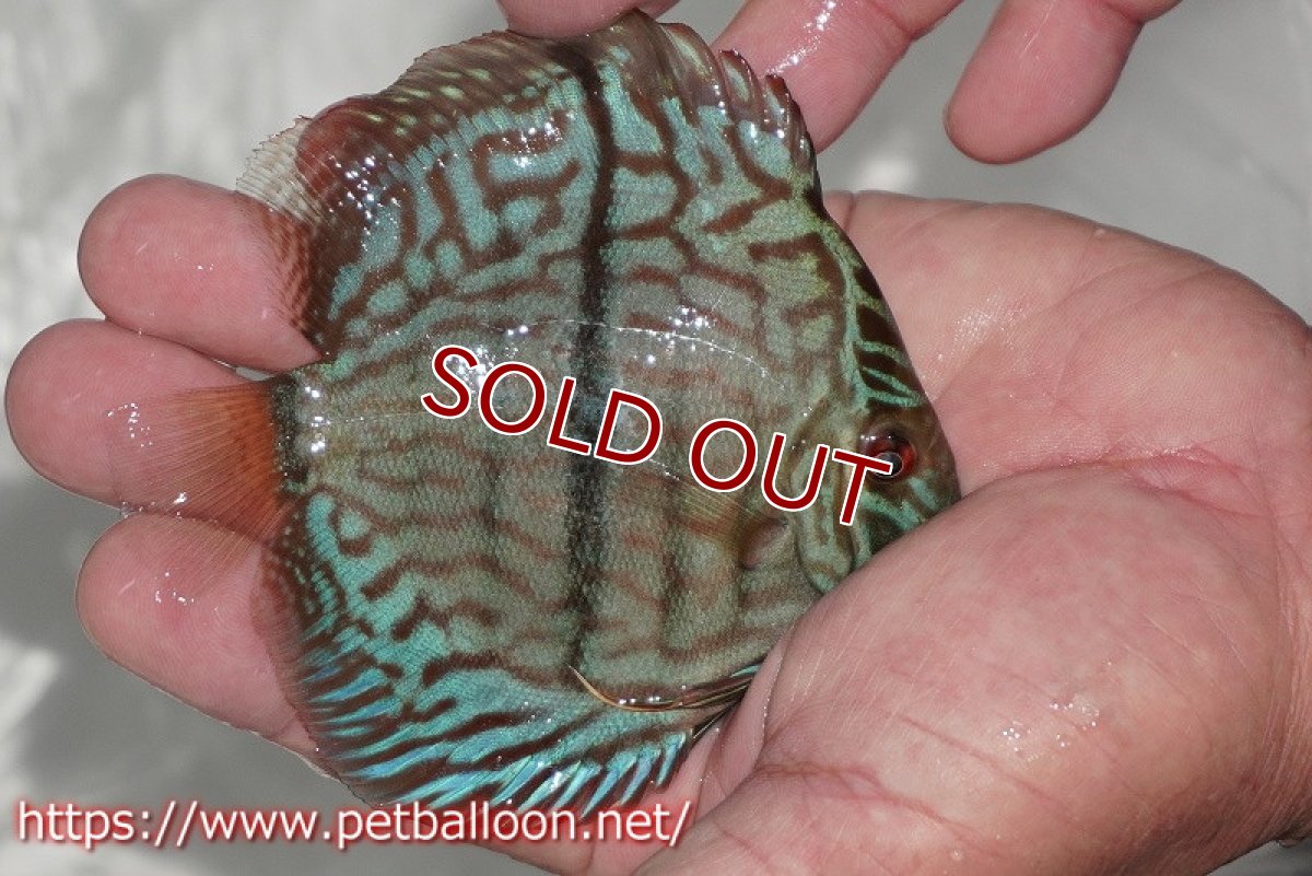 画像2: 【ディスカス】【通販】ブルームーンブリリアント(ヘビーセンターバー)【個体販売】11-12cm(生体)ペナン ブリーダー  Drテオ (2)
