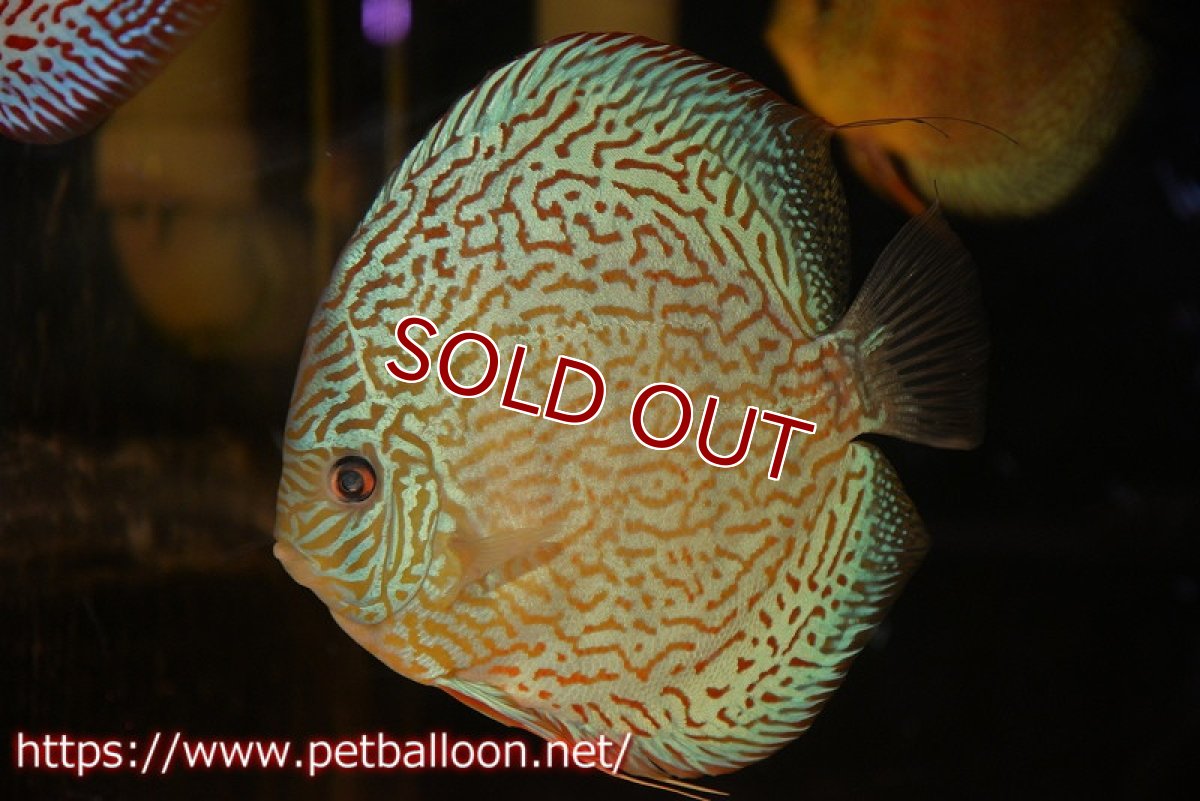 画像2: 【ディスカス】【通販】ジャイアントロイヤルブルーターコイズ ハイフォーム（ブリーディングストック個体）【個体販売】16-17cm（生体）マレーシア　KLディスカスファーム (2)