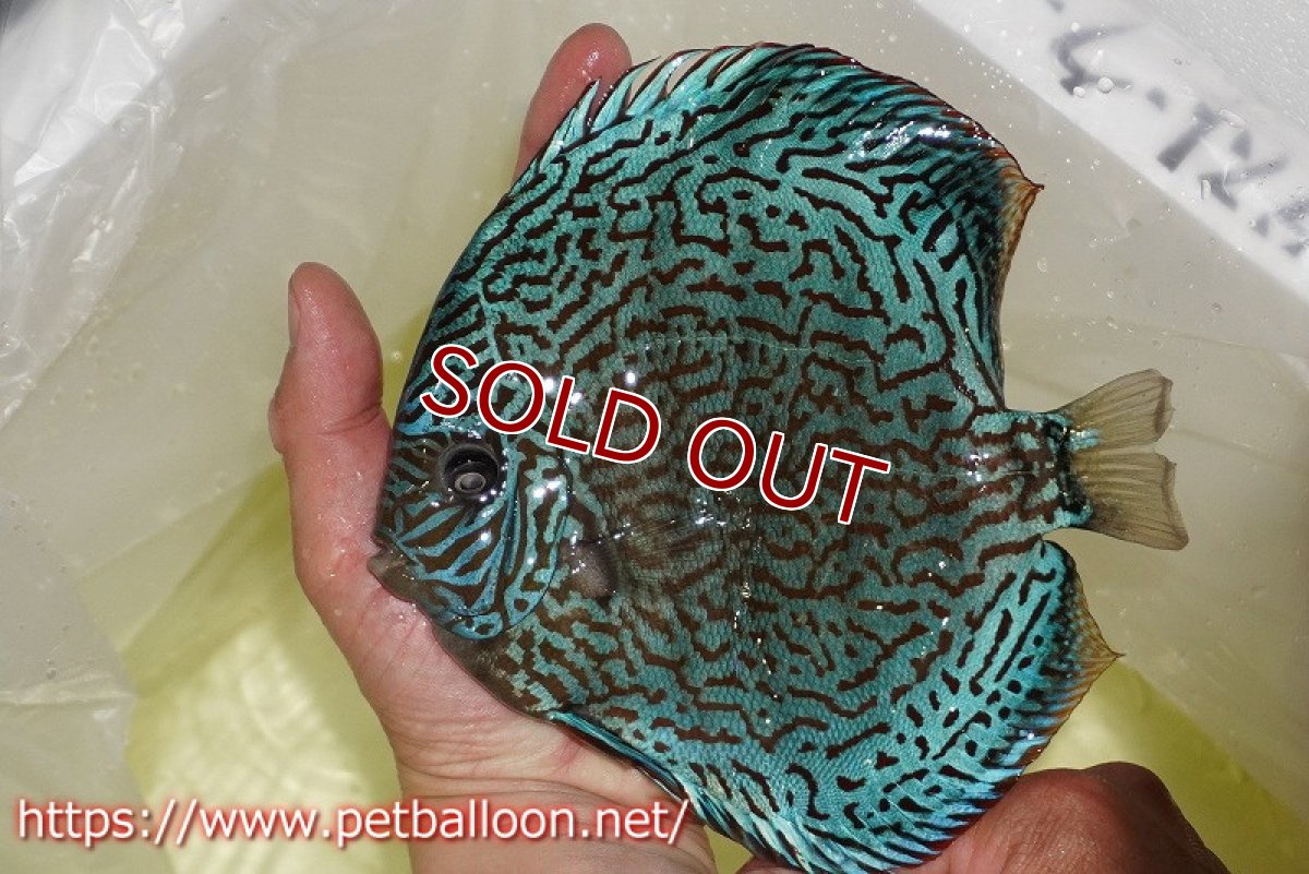 画像3: 【ディスカス】【通販】ジャイアントロイヤルブルーターコイズ ハイフォーム（ブリーディングストック個体）【個体販売】16-17cm（生体）マレーシア　KLディスカスファーム (3)