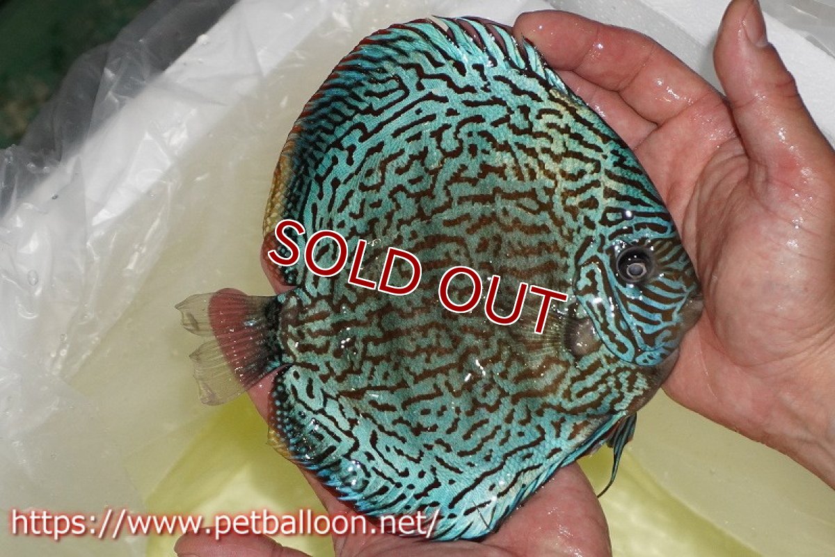 画像4: 【ディスカス】【通販】ジャイアントロイヤルブルーターコイズ ハイフォーム（ブリーディングストック個体）【個体販売】16-17cm（生体）マレーシア　KLディスカスファーム (4)