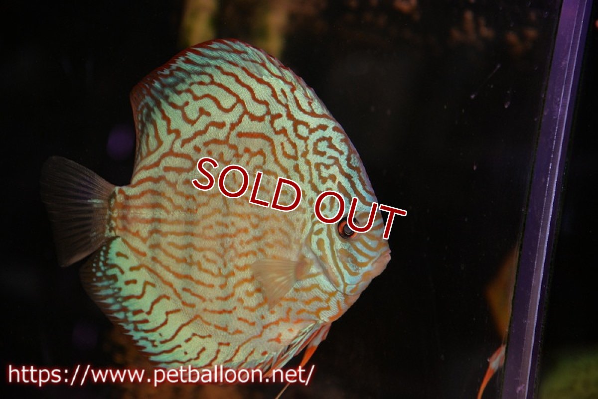 画像2: 【ディスカス】【通販】ジャイアントロイヤルブルーターコイズ ハイフォーム（ブリーディングストック個体）【個体販売】16-17cm（生体）マレーシア　KLディスカスファーム (2)