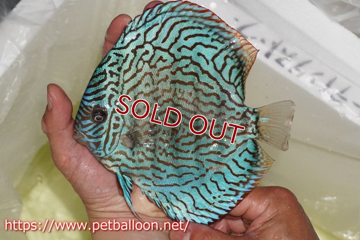 画像4: 【ディスカス】【通販】ジャイアントロイヤルブルーターコイズ ハイフォーム（ブリーディングストック個体）【個体販売】16-17cm（生体）マレーシア　KLディスカスファーム (4)