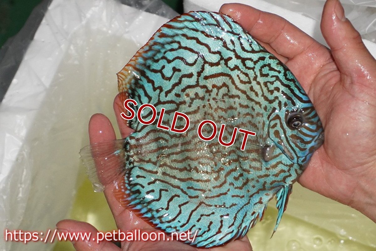 画像5: 【ディスカス】【通販】ジャイアントロイヤルブルーターコイズ ハイフォーム（ブリーディングストック個体）【個体販売】16-17cm（生体）マレーシア　KLディスカスファーム (5)