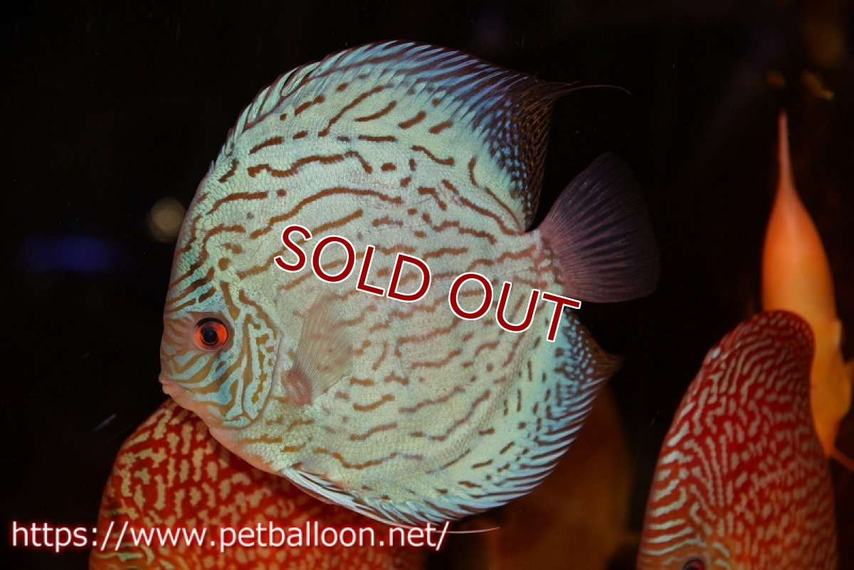 画像2: 【ディスカス】【通販】ジャイアントアルタムロイヤルブリリアント ハイフォーム（ブリーディングストック個体）【個体販売】16-17cm（生体）マレーシア　KLディスカスファーム (2)