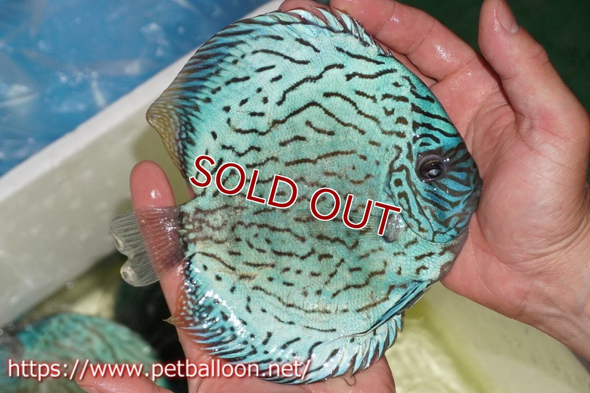 画像4: 【ディスカス】【通販】ジャイアントアルタムロイヤルブリリアント ハイフォーム（ブリーディングストック個体）【個体販売】16-17cm（生体）マレーシア　KLディスカスファーム (4)