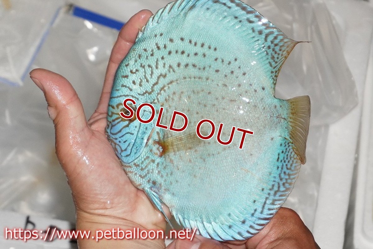 画像2: 【ディスカス】【通販】スポッテッドロイヤルブルーサクラ ハイフォーム（初入荷  ニューストレイン）【個体販売】16-17cm（生体）マレーシア　NAディスカスファーム (2)