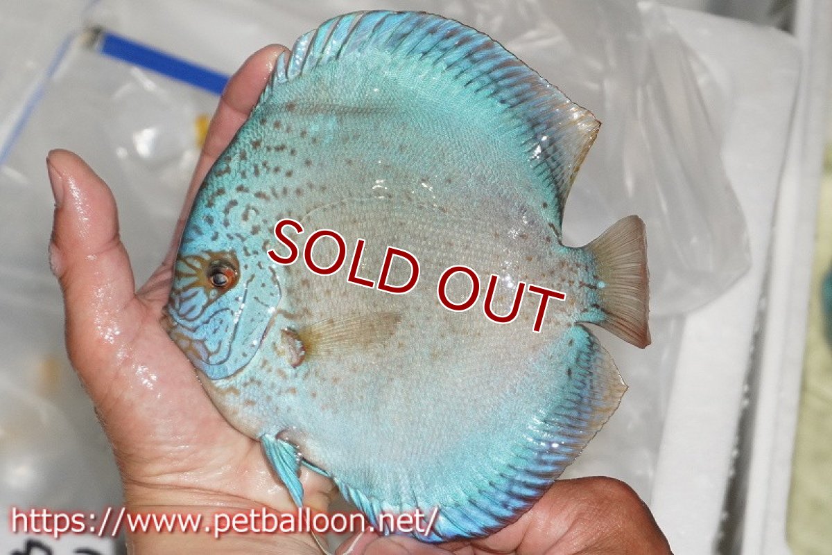 画像3: 【ディスカス】【通販】スポッテッドロイヤルブルーサクラ ハイフォーム（初入荷  ニューストレイン）【個体販売】16-17cm（生体）マレーシア　NAディスカスファーム (3)