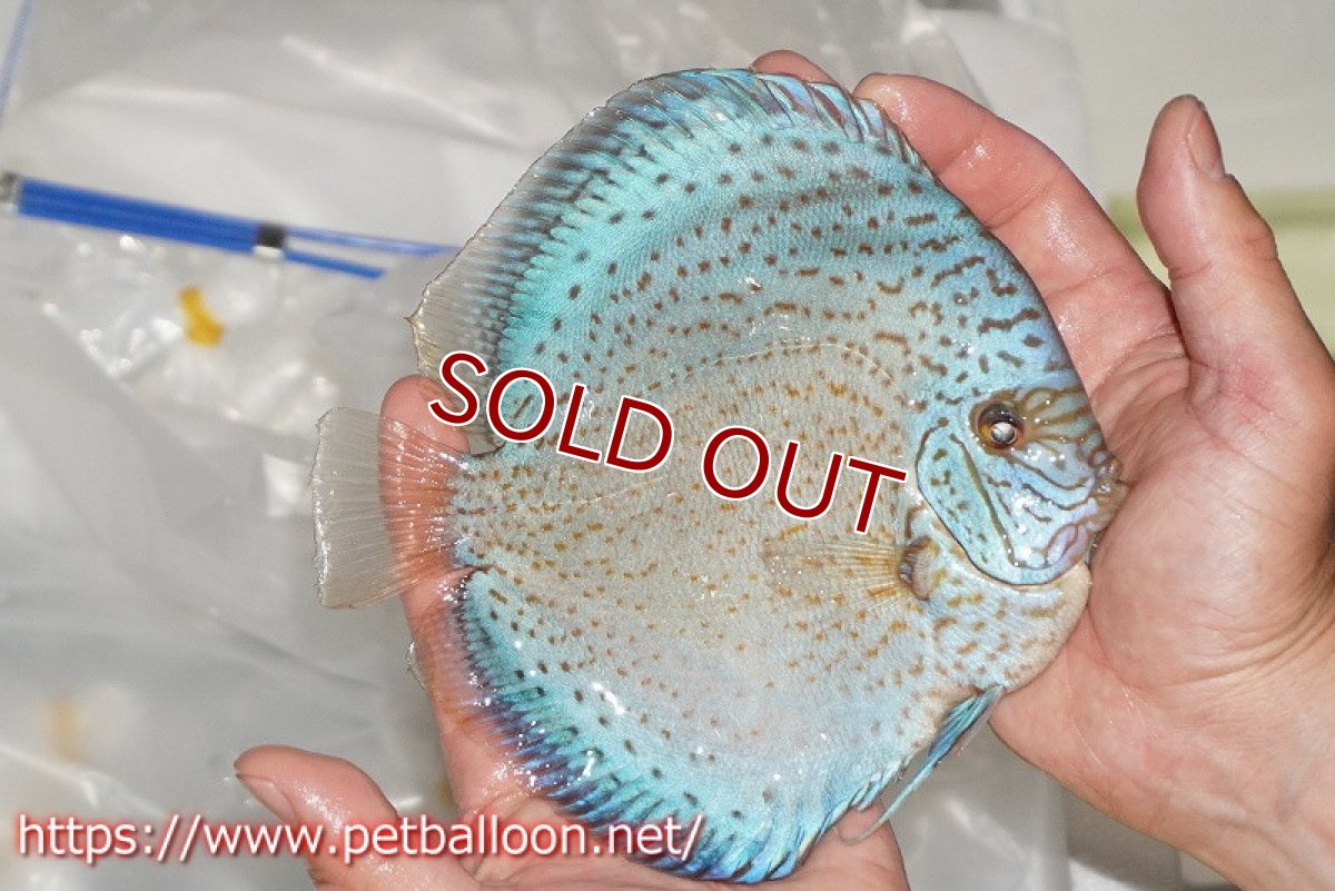 画像2: 【ディスカス】【通販】スポッテッドロイヤルブルーサクラ ハイフォーム（初入荷  ニューストレイン）【個体販売】16-17cm（生体）マレーシア　NAディスカスファーム (2)