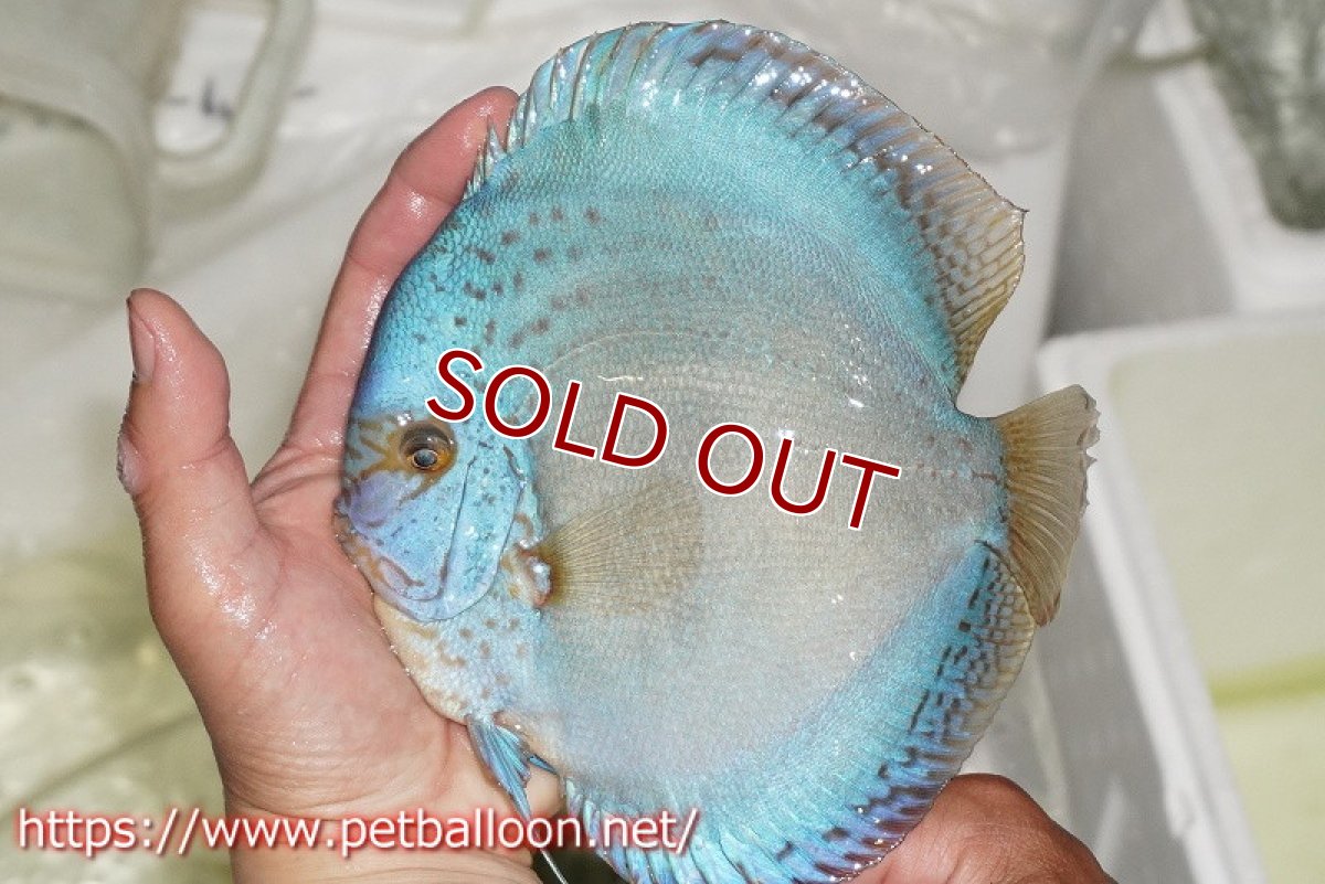 画像2: 【ディスカス】【通販】フルカラージャイアントコバルトブルーターコイズ ハイフォーム【個体販売】16-17cm（生体）マレーシア　NAディスカスファーム (2)