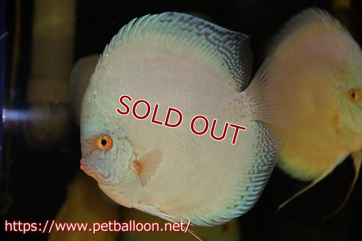 画像2: 【ディスカス】【通販】フルカラージャイアントコバルトブルーターコイズ ハイフォーム【個体販売】16-17cm（生体）マレーシア　NAディスカスファーム (2)