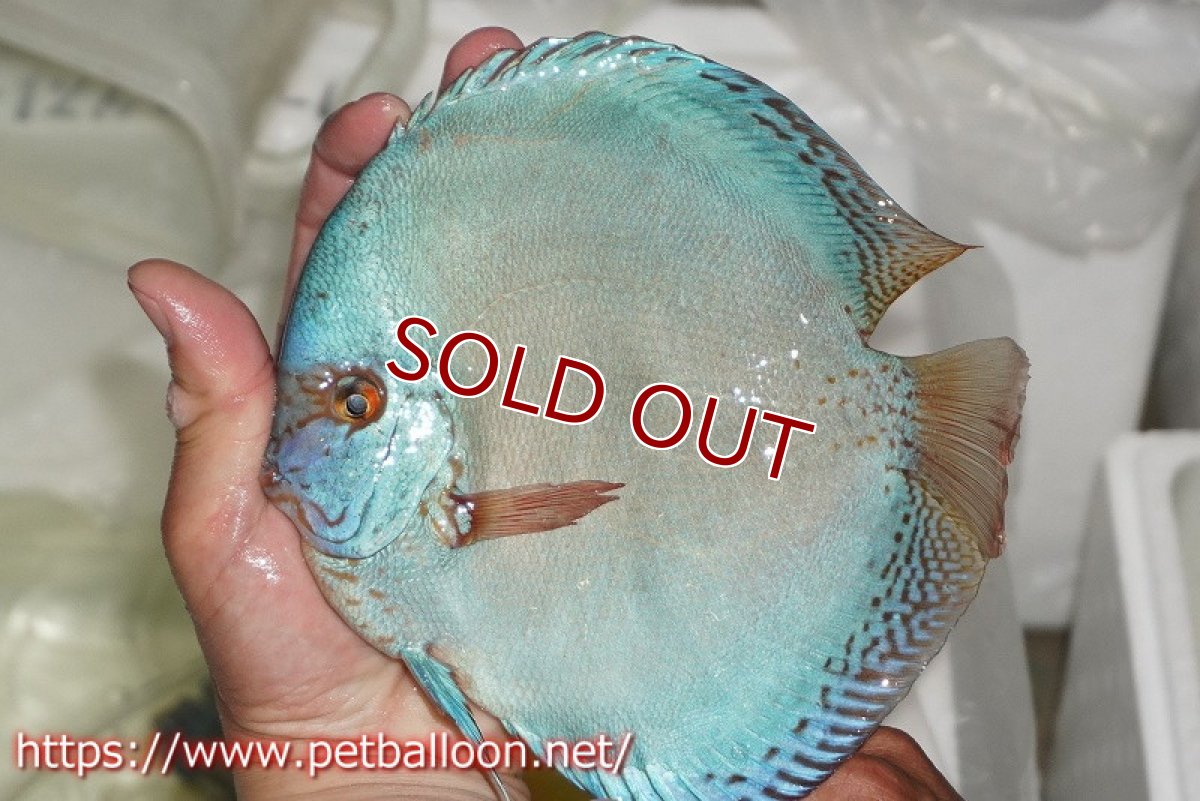 画像3: 【ディスカス】【通販】フルカラージャイアントコバルトブルーターコイズ ハイフォーム【個体販売】16-17cm（生体）マレーシア　NAディスカスファーム (3)