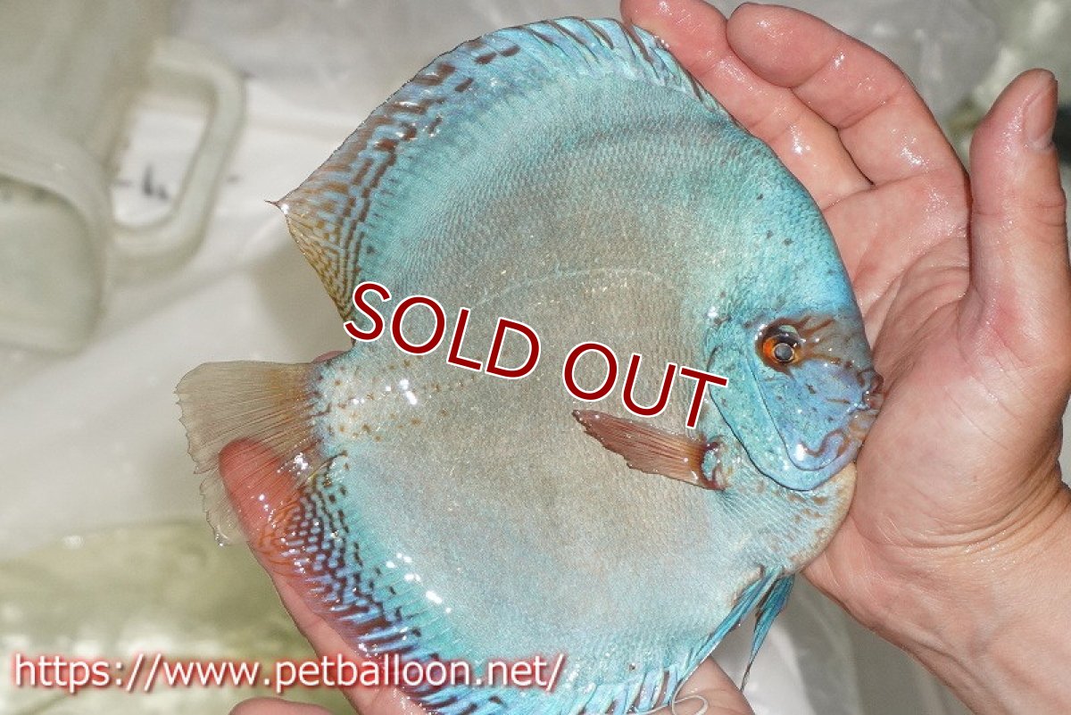 画像4: 【ディスカス】【通販】フルカラージャイアントコバルトブルーターコイズ ハイフォーム【個体販売】16-17cm（生体）マレーシア　NAディスカスファーム (4)