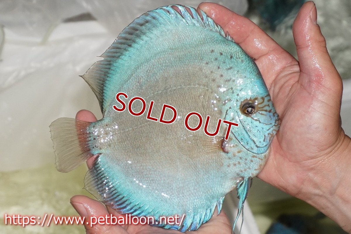 画像2: 【ディスカス】【通販】フルカラージャイアントコバルトブルーターコイズ ハイフォーム【個体販売】16-17cm（生体）マレーシア　NAディスカスファーム (2)