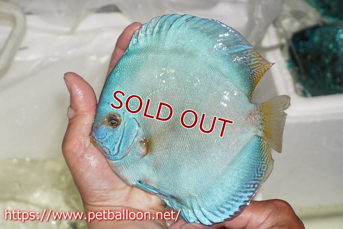 画像2: 【ディスカス】【通販】フルカラージャイアントコバルトブルーターコイズ ハイフォーム【個体販売】16-17cm（生体）マレーシア　NAディスカスファーム (2)