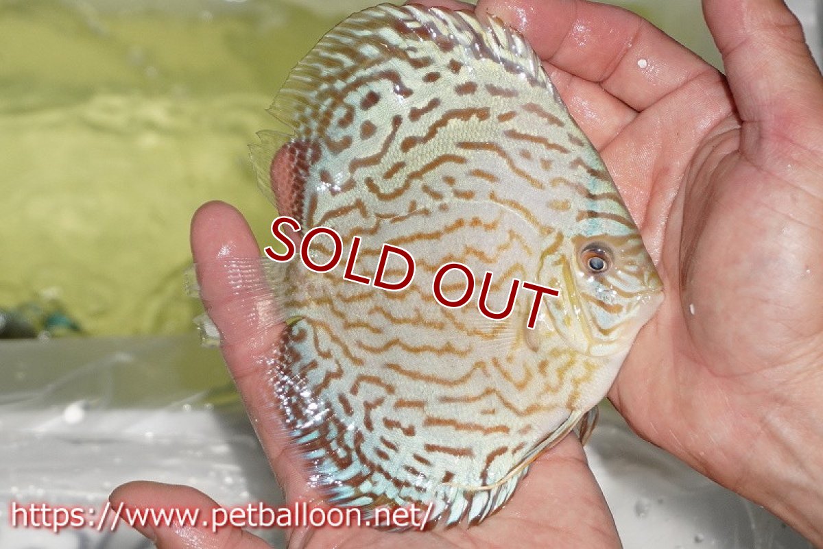 画像2: 【ディスカス】【通販】ジャイアントブルーフローラ　ハイフォーム（ワイドラインパターン）【個体販売】12cm（生体）マレーシア　NAディスカスファーム (2)