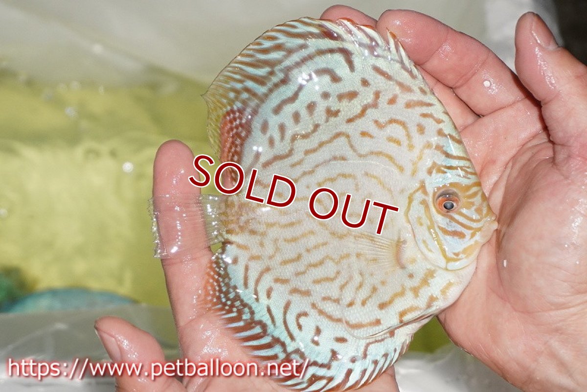 画像2: 【ディスカス】【通販】ジャイアントブルーフローラ　ハイフォーム（ワイドラインパターン）【個体販売】12cm（生体）マレーシア　NAディスカスファーム (2)