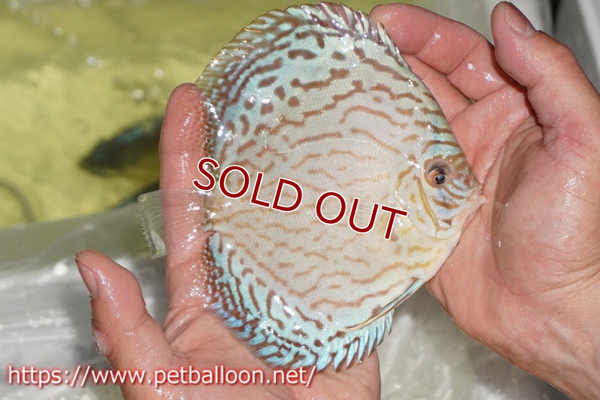 画像2: 【ディスカス】【通販】ジャイアントブルーフローラ　ハイフォーム（ワイドラインパターン）【個体販売】12cm（生体）マレーシア　NAディスカスファーム (2)