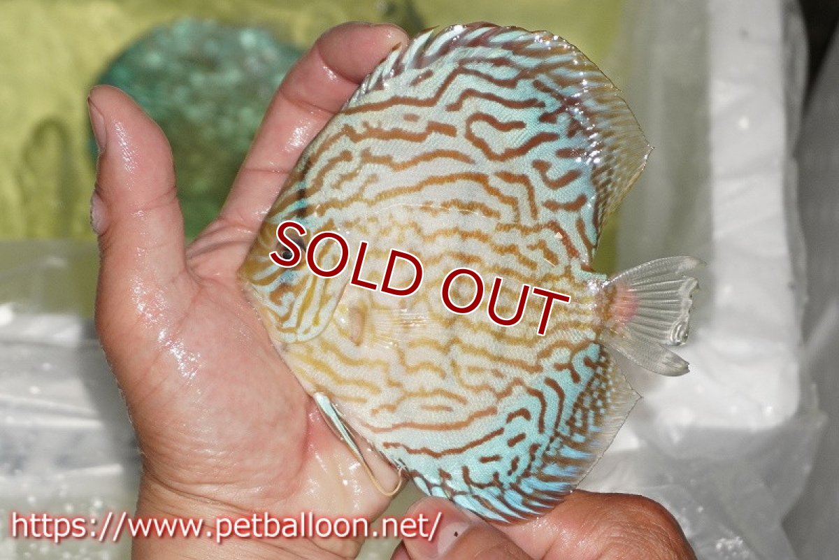 画像2: 【ディスカス】【通販】ジャイアントブルーフローラ　ハイフォーム（ワイドラインパターン）【個体販売】12cm（生体）マレーシア　NAディスカスファーム (2)