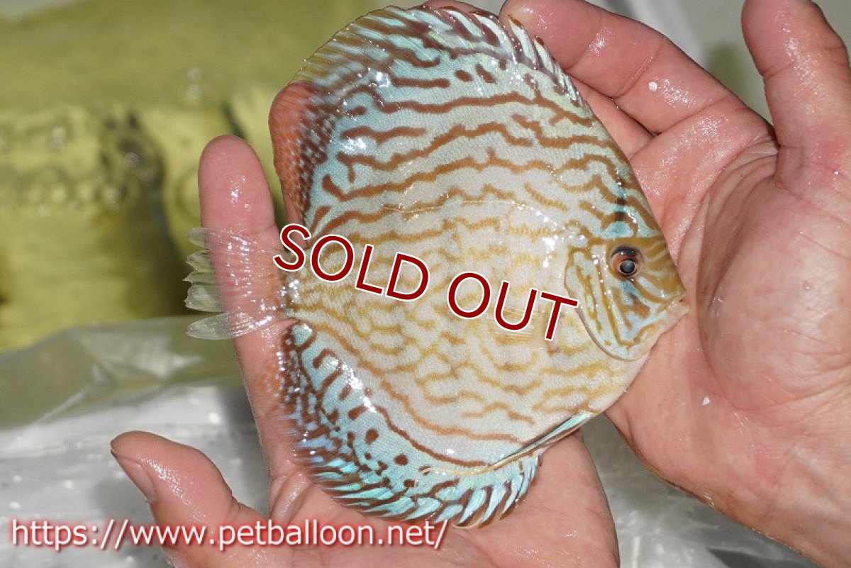 画像3: 【ディスカス】【通販】ジャイアントブルーフローラ　ハイフォーム（ワイドラインパターン）【個体販売】12cm（生体）マレーシア　NAディスカスファーム (3)