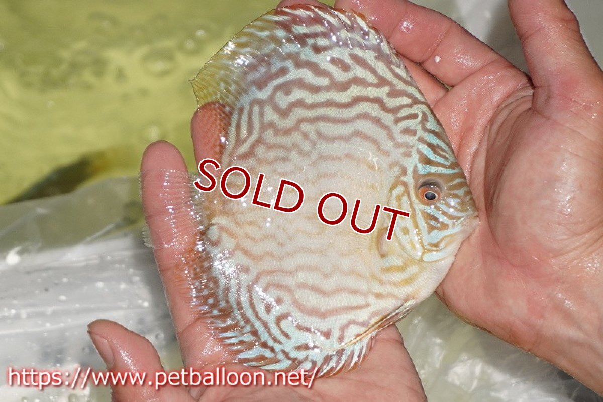 画像2: 【ディスカス】【通販】ジャイアントブルーフローラ　ハイフォーム（ワイドラインパターン）【個体販売】12cm（生体）マレーシア　NAディスカスファーム (2)