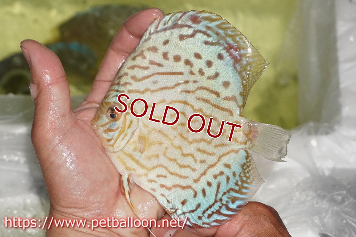 画像2: 【ディスカス】【通販】ジャイアントブルーフローラ　ハイフォーム（ワイドラインパターン）【個体販売】12cm（生体）マレーシア　NAディスカスファーム (2)