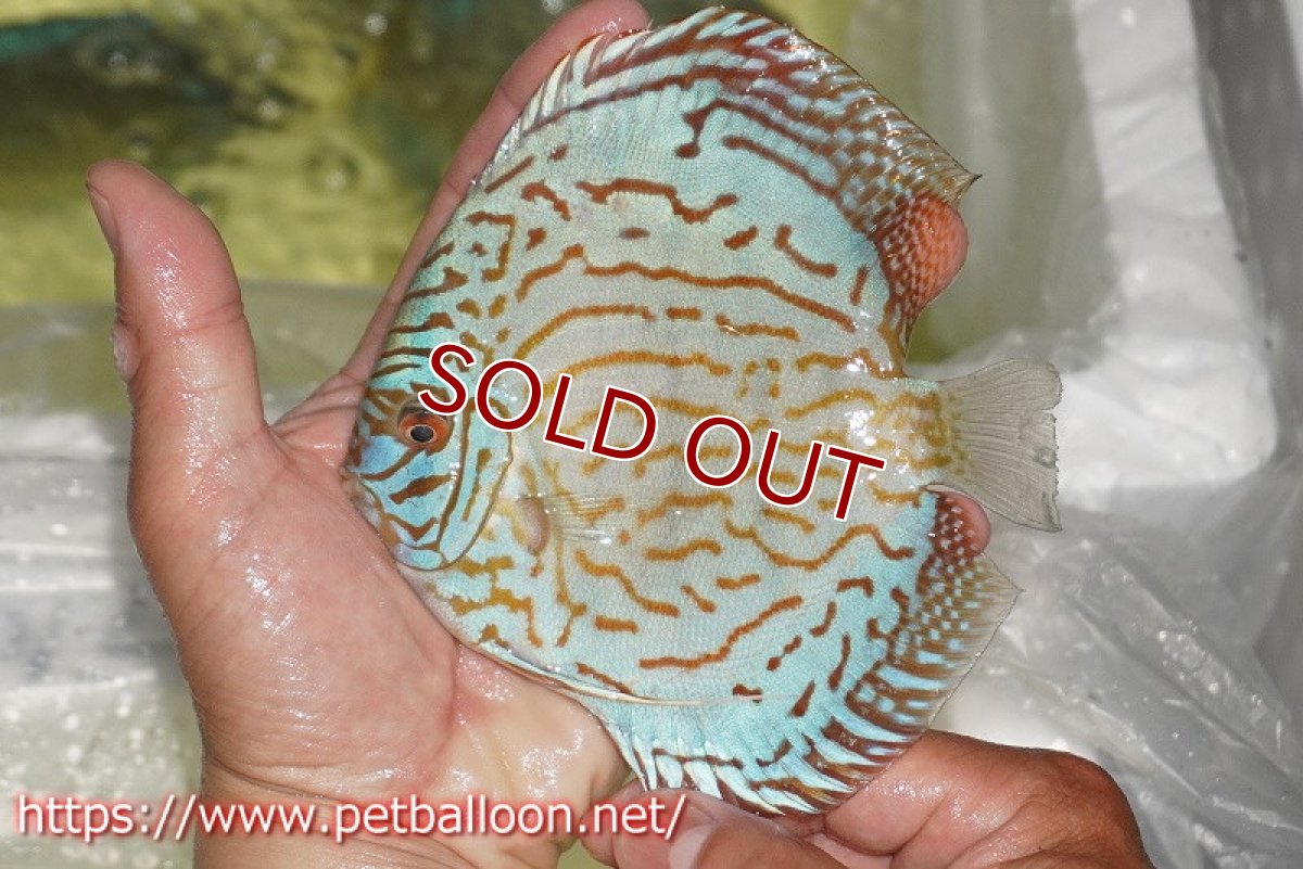 画像2: 【ディスカス】【通販】ジャイアントブルーフローラ　ハイフォーム（ワイドラインパターン）【個体販売】12cm（生体）マレーシア　NAディスカスファーム (2)