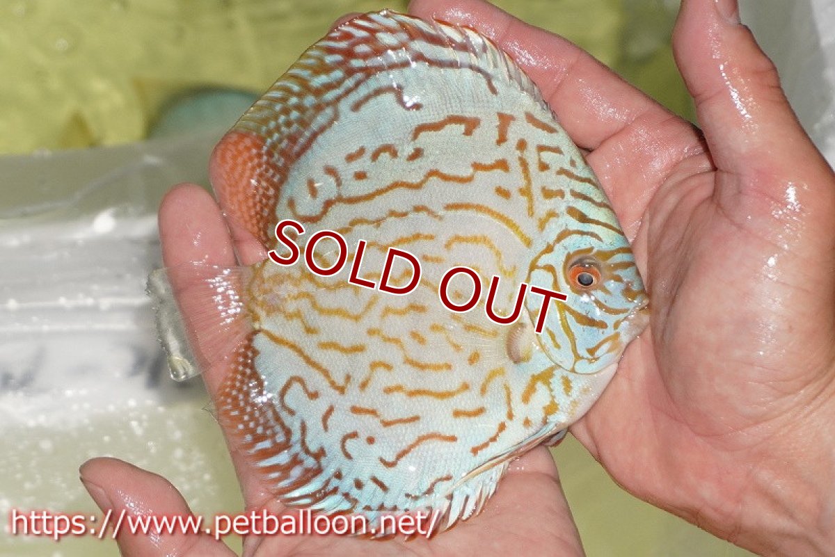 画像3: 【ディスカス】【通販】ジャイアントブルーフローラ　ハイフォーム（ワイドラインパターン）【個体販売】12cm（生体）マレーシア　NAディスカスファーム (3)