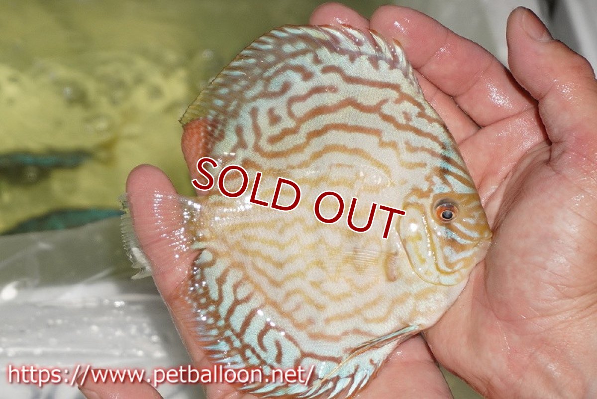 画像3: 【ディスカス】【通販】ジャイアントブルーフローラ　ハイフォーム（ワイドラインパターン）【個体販売】12cm（生体）マレーシア　NAディスカスファーム (3)