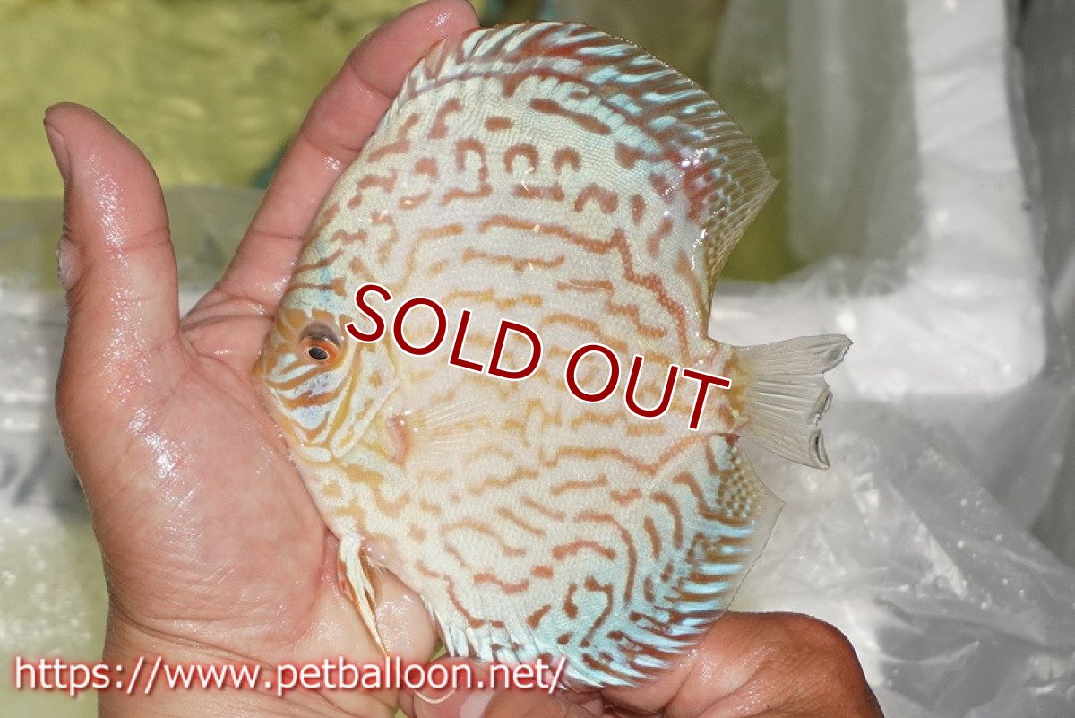 画像2: 【ディスカス】【通販】ジャイアントブルーフローラ　ハイフォーム（ワイドラインパターン）【個体販売】12cm（生体）マレーシア　NAディスカスファーム (2)