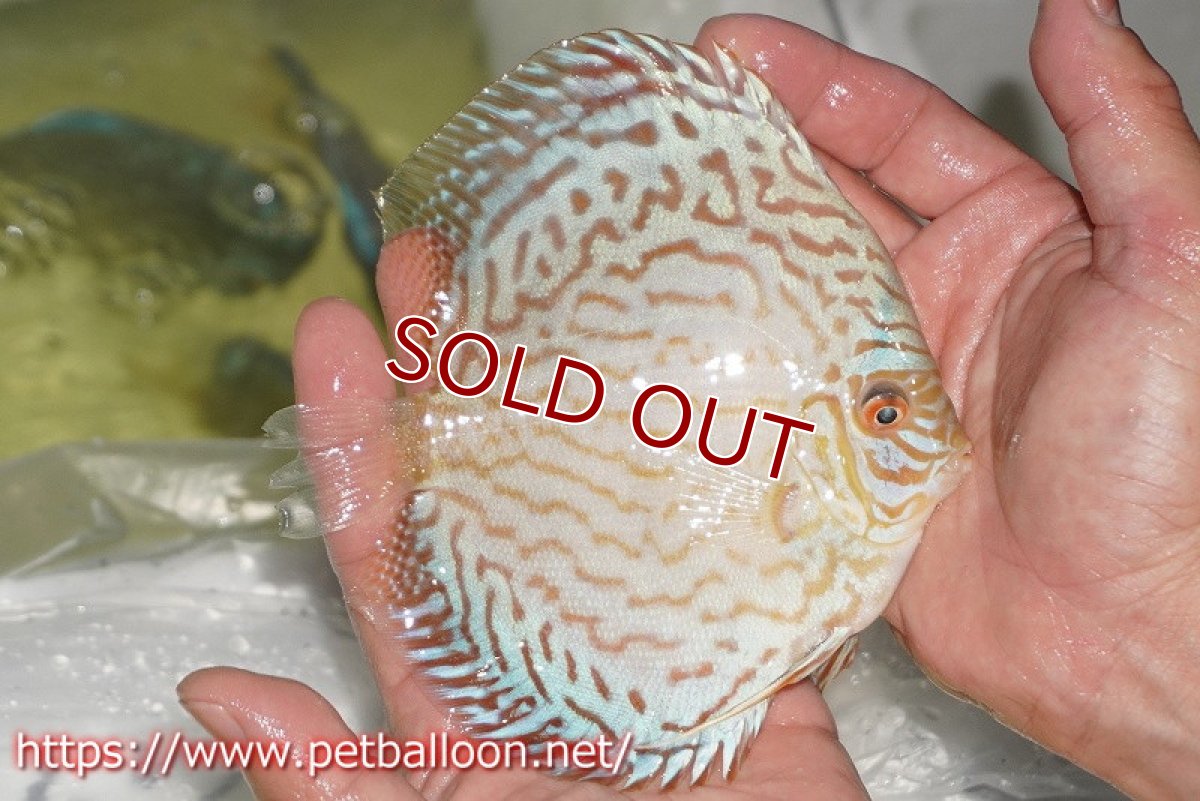 画像3: 【ディスカス】【通販】ジャイアントブルーフローラ　ハイフォーム（ワイドラインパターン）【個体販売】12cm（生体）マレーシア　NAディスカスファーム (3)