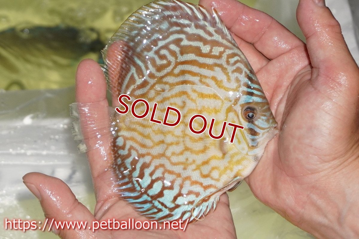 画像2: 【ディスカス】【通販】ジャイアントブルーフローラ　ハイフォーム（ワイドラインパターン）【個体販売】12cm（生体）マレーシア　NAディスカスファーム (2)