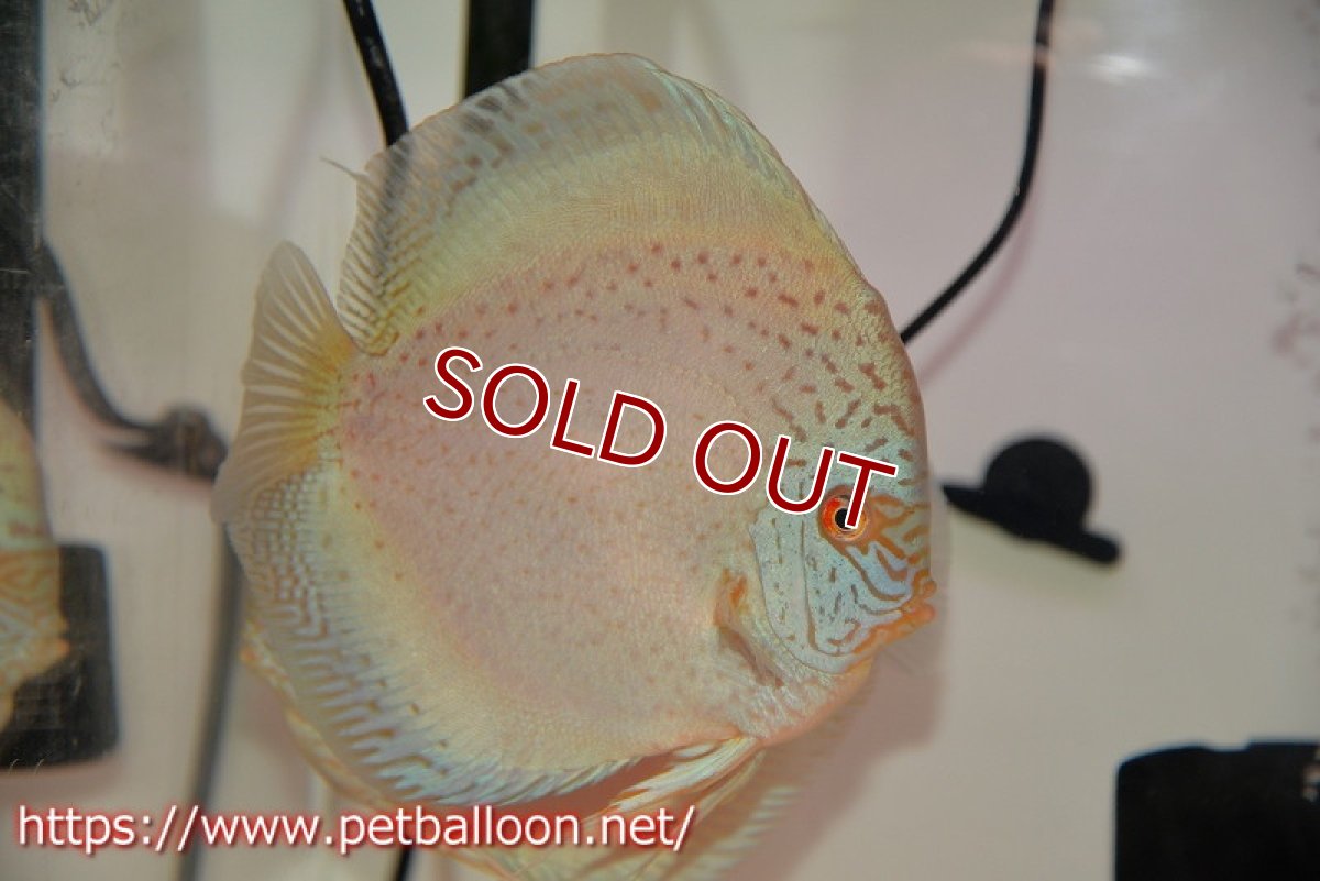 画像2: 【ディスカス】【通販】スポッテッドロイヤルブルーサクラ ハイフォーム（初入荷  ニューストレイン）【個体ペア販売】16-17cm（生体）マレーシア　NAディスカスファーム (2)