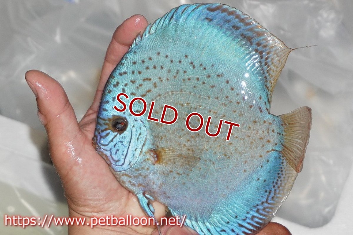 画像3: 【ディスカス】【通販】スポッテッドロイヤルブルーサクラ ハイフォーム（初入荷  ニューストレイン）【個体ペア販売】16-17cm（生体）マレーシア　NAディスカスファーム (3)